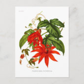 Passiflora vitifolia postkarte (Vorderseite)