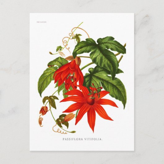 Passiflora vitifolia postkarte (Vorderseite)