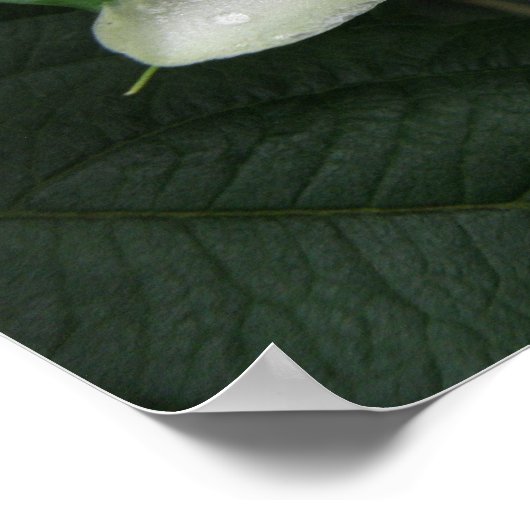 Passion Blume Makro Print Poster (Ecke)