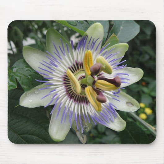 Passion Blume Mousepad (Vorne)