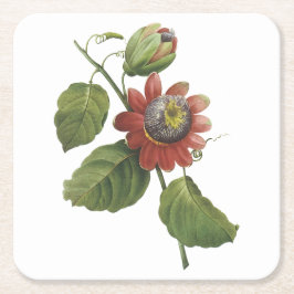 Passion Blume (Passiflora alata) von Redouté Rechteckiger Pappuntersetzer