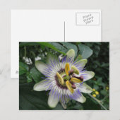 Passion Blume Postkarte (Vorne/Hinten)