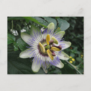 Passion Blume Postkarte