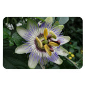 Passion Blume Premium Magnet (Horizontal)