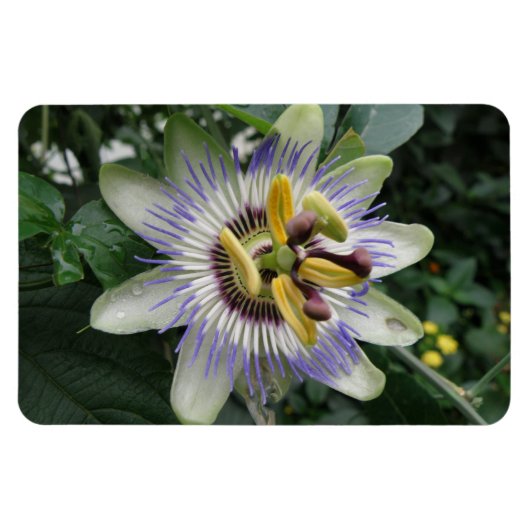 Passion Blume Premium Magnet (Horizontal)