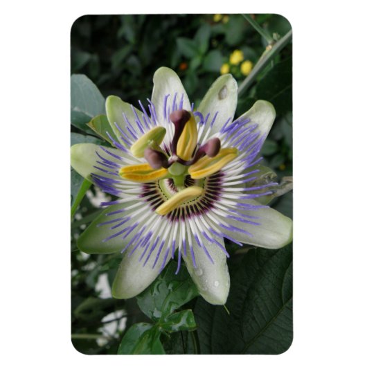 Passion Blume Premium Magnet (Vertikal)