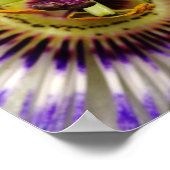 Passion Fruit Blume Poster, 16X12 Poster (Ecke)