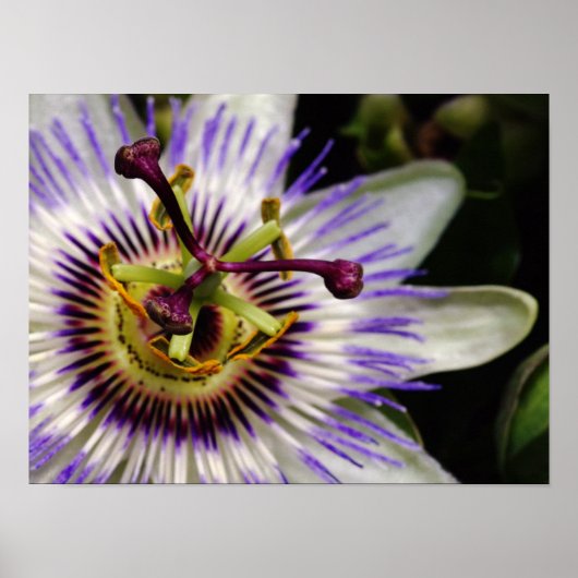 Passion Fruit Blume Poster, 16X12 Poster (Vorne)