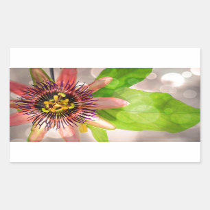 Passion Fruit Blume Rechteckiger Aufkleber