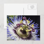 Passionflower nah-up (MR) Postkarte (Vorne/Hinten)