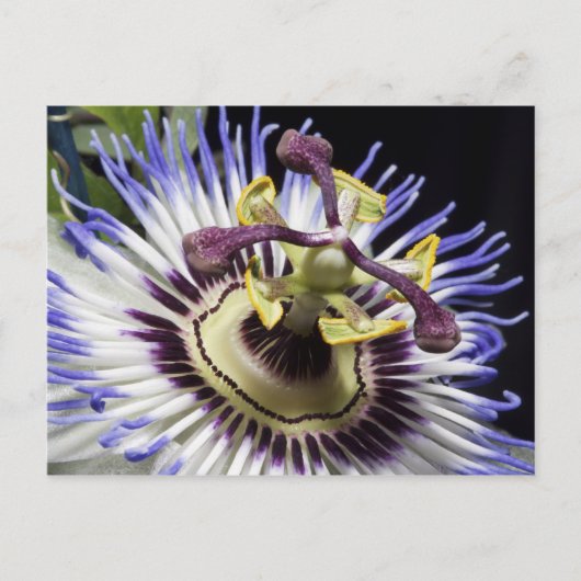 Passionflower nah-up (MR) Postkarte (Vorderseite)