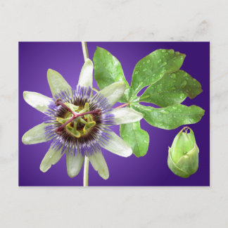 Passionflower Postcard Postkarte