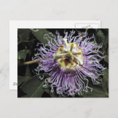 Passionflower Postcard Postkarte (Vorne/Hinten)