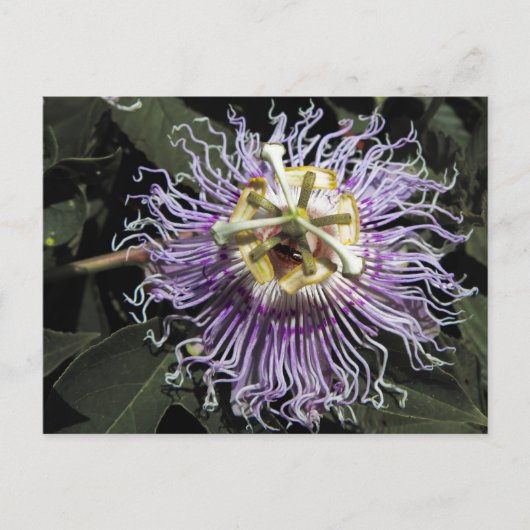 Passionflower Postcard Postkarte (Vorderseite)