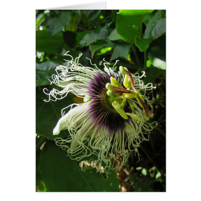 Passionfruit Blossom (Vorne)