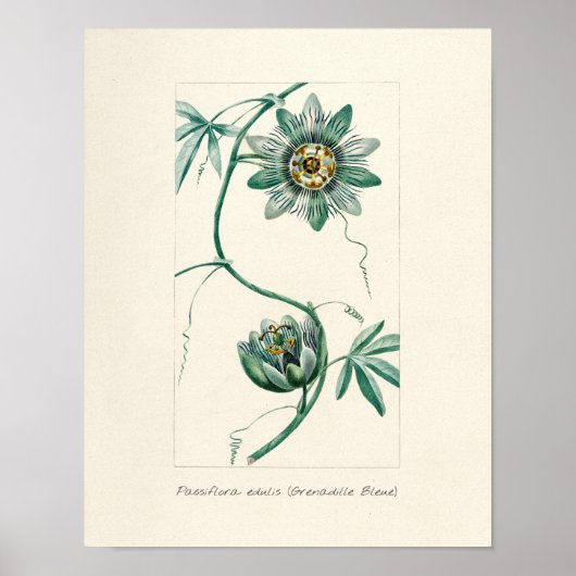 Passionsblume im Vintage-Stil Poster (Vorne)