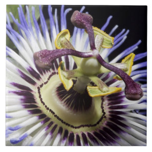 Passionsblume Nahaufnahme (MR) Fliese