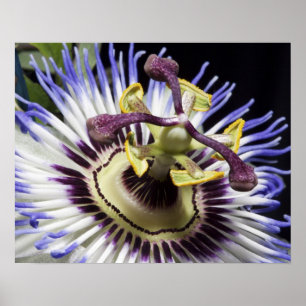Passionsblume Nahaufnahme (MR) Poster