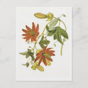 Passionsblume Postkarte