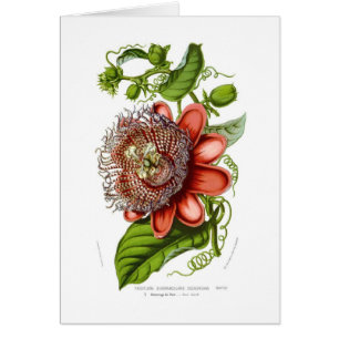 Passionsblume quadrangularis decaisneana