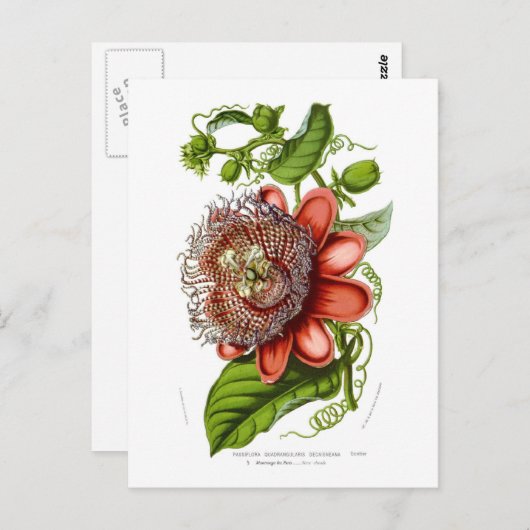 Passionsblume quadrangularis decaisneana postkarte (Vorne/Hinten)