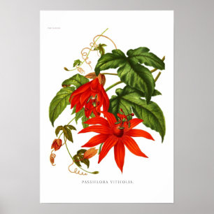 Passionsblume vitifolia poster