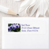 Pastel Blue Stiefmütterchen (Insitu)