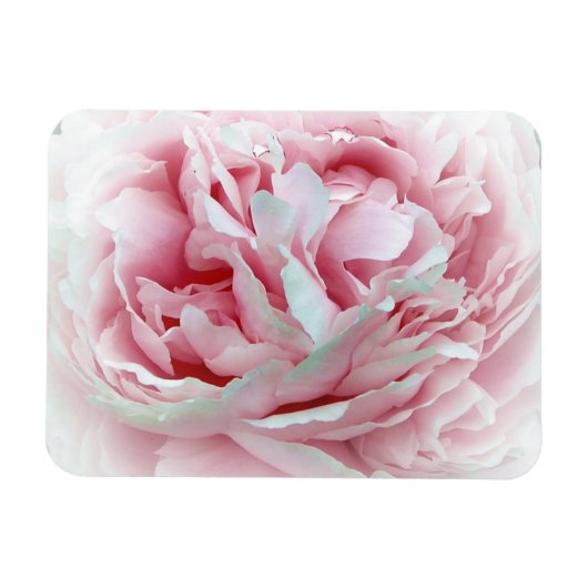 Pastel-Blume Magnet (Horizontal)