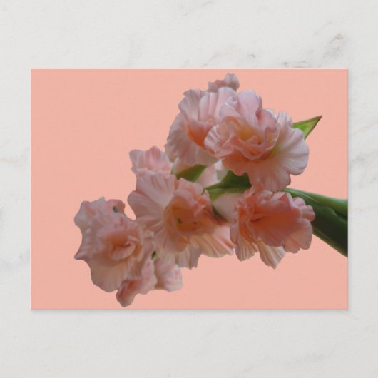Pastel Gladioli Cust. BG Color DIY Postcard Postkarte (Vorderseite)