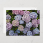 Pastel Hydrangea Blume Nah Up DIY Postkarte (Vorne/Hinten)