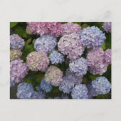 Pastel Hydrangea Blume Nah Up DIY Postkarte (Vorderseite)
