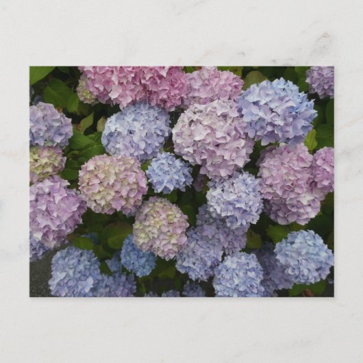 Pastel Hydrangea Blume Nah Up DIY Postkarte (Vorderseite)
