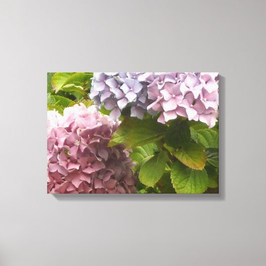 Pastel Hydrangeas Leinwanddruck (Vorderseite)
