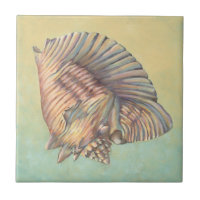 Pastel Large Conch Muschel