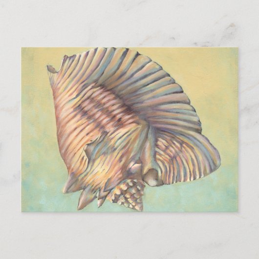 Pastel Large Conch Muschel Postkarte (Vorderseite)