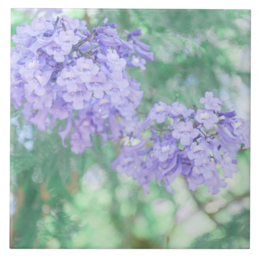 Pastel Lila Jacaranda Tree Blume Fliese (Vorderseite)
