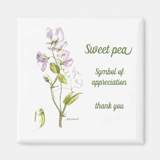 Pastel lila und grüne Wasserfarbe Süßerbse Magnet (Vorne)