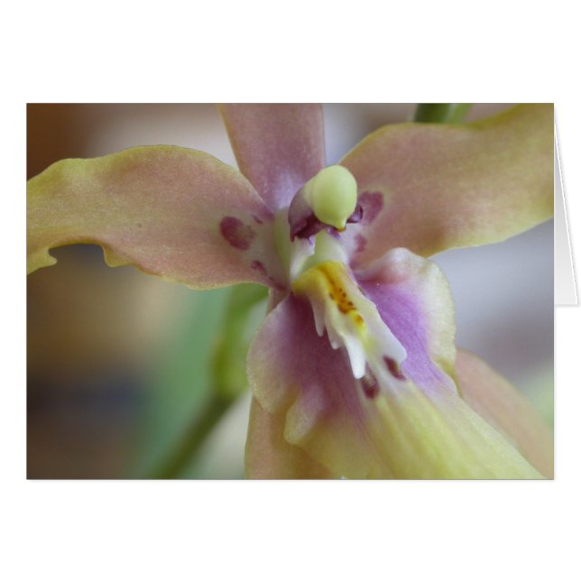 Pastel Miltassia Orchid (Vorderseite (Horizontal))