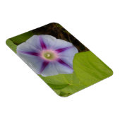 Pastel Morning Glory Magnet (Rechte Seite)