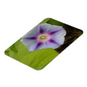 Pastel Morning Glory Magnet (Linke Seite)