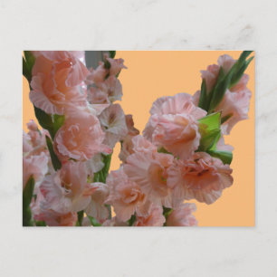 Pastel Orange Pink Gladioli Cust. DIY Postcard Postkarte