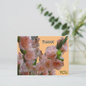 Pastel Orange Pink Gladioli Vielen Dank Postcard Postkarte (Stehend Vorderseite)