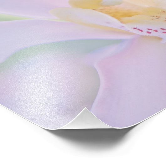 Pastel Orchid Fotodruck (Ecke)