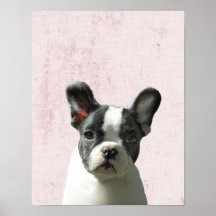 Pastel Pink Peekaboo Boston Terrier Puppy Kinderzi