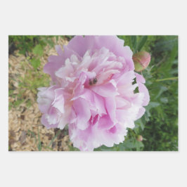 Pastel Pink Peony and Honey Bee Geschenkpapier Set