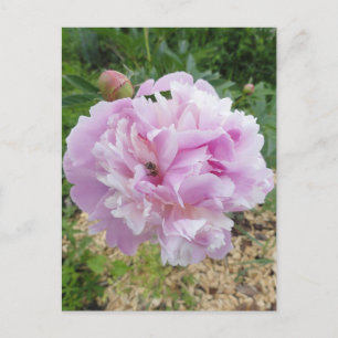 Pastel Pink Peony and Honey Bee Postkarte