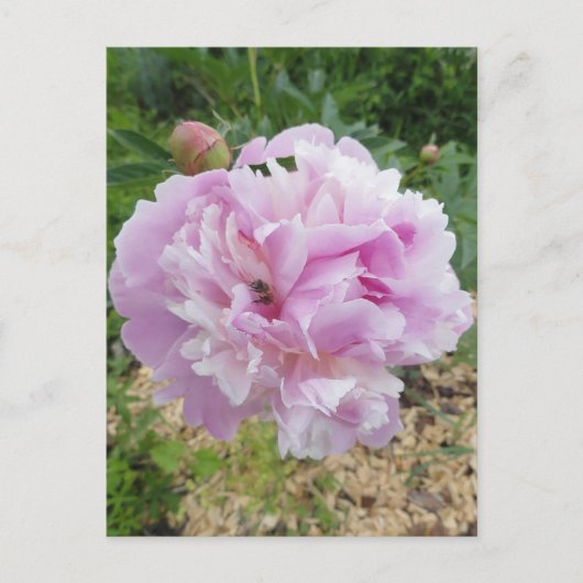 Pastel Pink Peony and Honey Bee Postkarte (Vorderseite)
