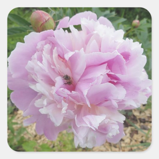 Pastel Pink Peony and Honey Bee Quadratischer Aufkleber (Vorderseite)