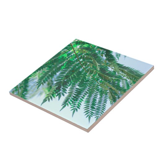 Pastel Theme Jacaranda Tree Blätter Fliese (Seite)