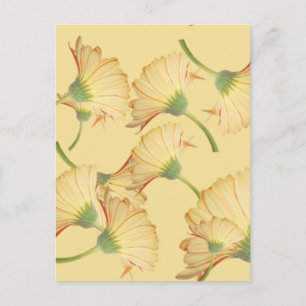 Pastel Yellow Daisy Background Postkarte